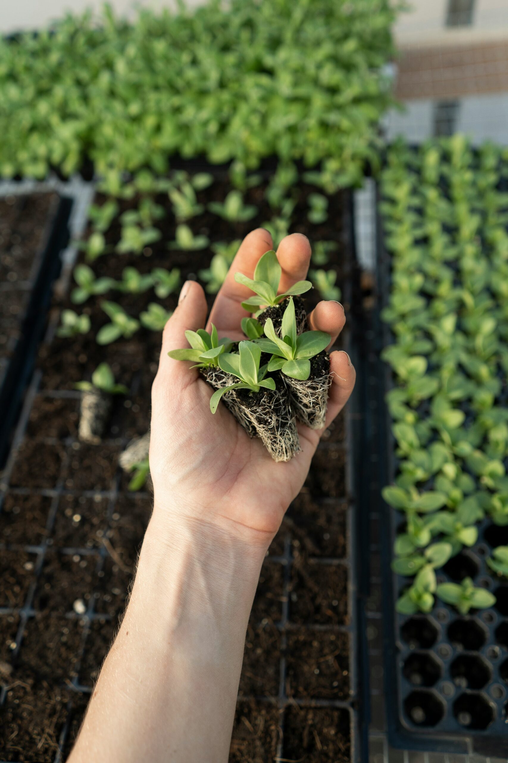 Why I Love Gardening